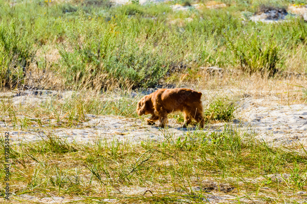 Ginger cocker spaniel dog in a green grass Ginger cocker spaniel dog in a green grass
