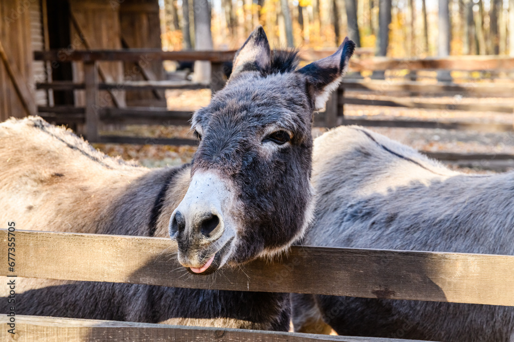 Donkey in paddock at the farm in countryside Donkey in paddock at the farm in countryside