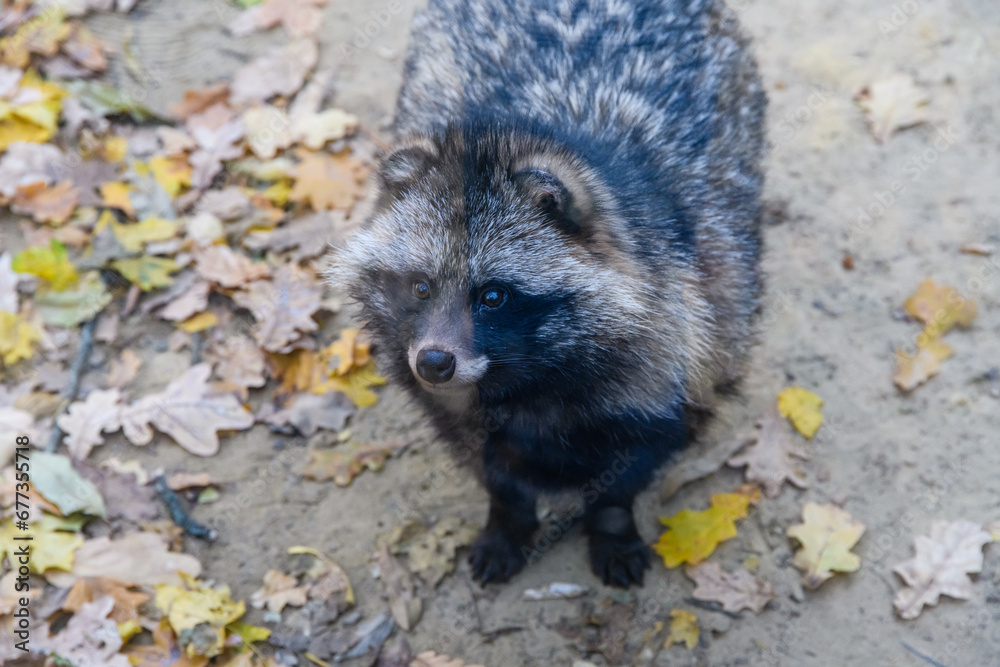 Naklejka premium Lonely fluffy gray raccoon (Procyon). Wildlife photo