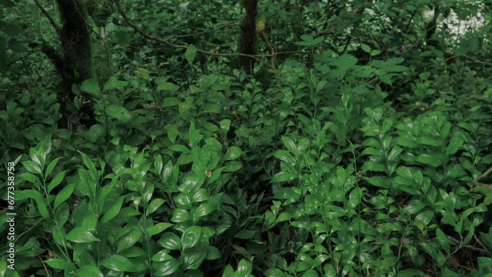 Forest thickets, subtropical grove, mosses and other plants abundantly cover tree trunks, green thickets Forest thickets, subtropical grove, mosses and other plants abundantly cover tree trunks, green thickets