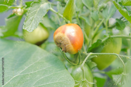 Blütenfäule Tomaten  photo