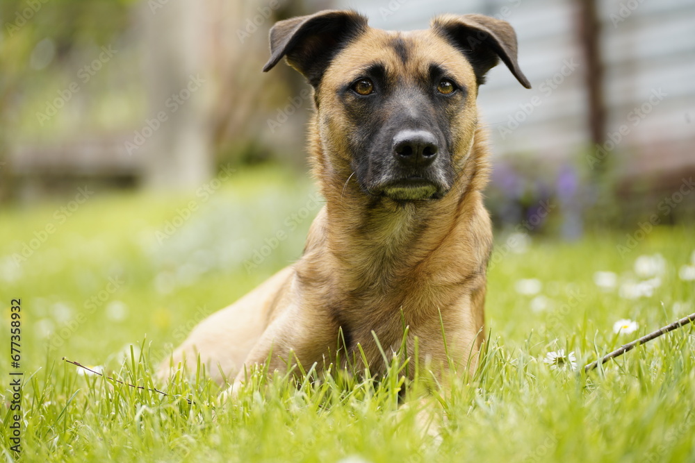 A canine's heaven in grass