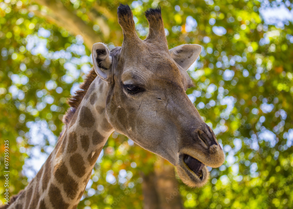 Fototapeta premium Towering Giraffe (Giraffa camelopardalis)
