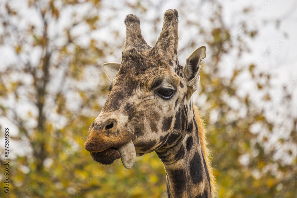Obraz premium Towering Giraffe (Giraffa camelopardalis)