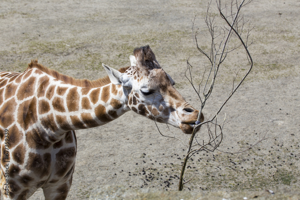 Obraz premium Towering Giraffe (Giraffa camelopardalis)