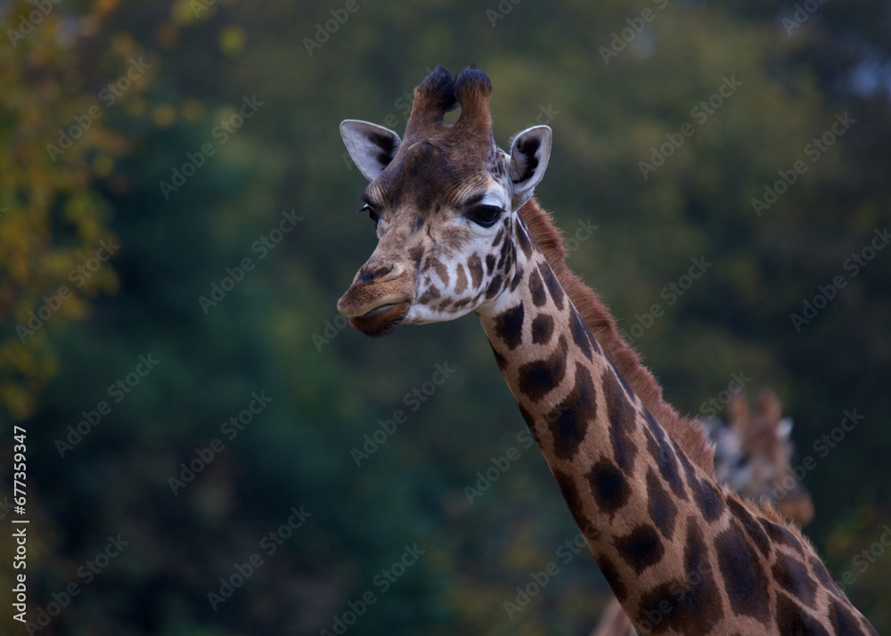Obraz premium Towering Giraffe (Giraffa camelopardalis)