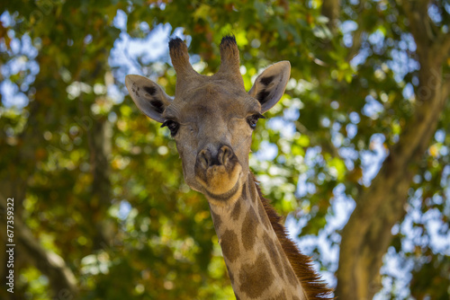 Towering Giraffe (Giraffa camelopardalis) © fluffandshutter