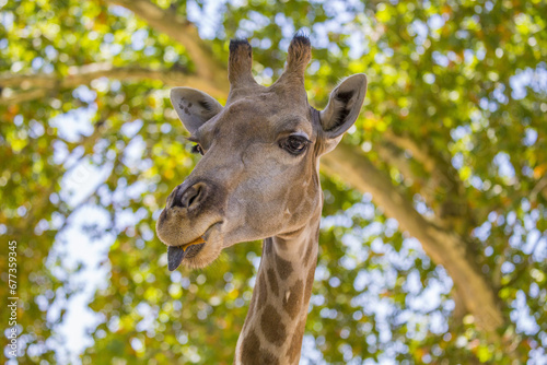 Towering Giraffe (Giraffa camelopardalis)