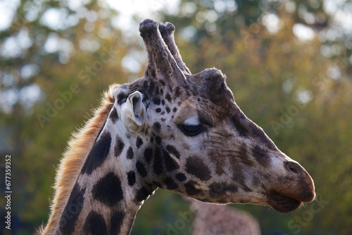 Towering Giraffe  Giraffa camelopardalis 