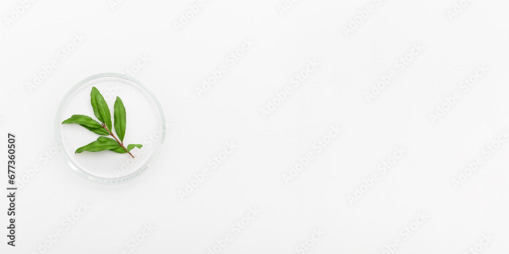 Top view of pomegranate green leaves extract decorated in petri dish and laboratory equipment on light background. Top view with space for text. Top view of pomegranate green leaves extract decorated in petri dish and laboratory equipment on light background. Top view with space for text.