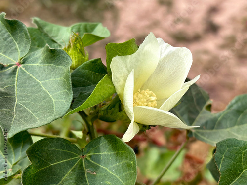 Flower of Cotton plant (lat. Gossypium)