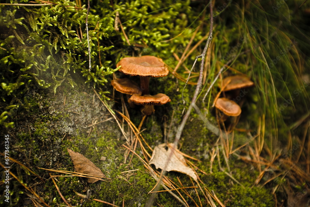 Mushroom kingdom somewhere deep in a forest Mushroom kingdom somewhere deep in a forest