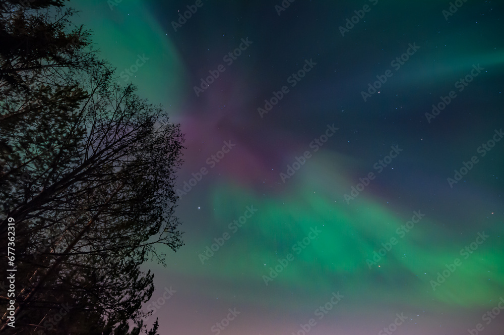 Purple and green aurora borealis over the dark forests of Finland Purple and green aurora borealis over the dark forests of Finland