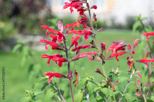 Fototapeta Naklejka Na Ścianę i Meble -  Pineapple sage (salvia elegans) flowers in bloom