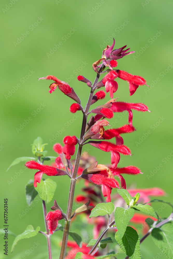 Pineapple sage (salvia elegans) flowers in bloom Pineapple sage (salvia elegans) flowers in bloom