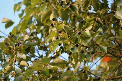 Foliage on a camphor tree