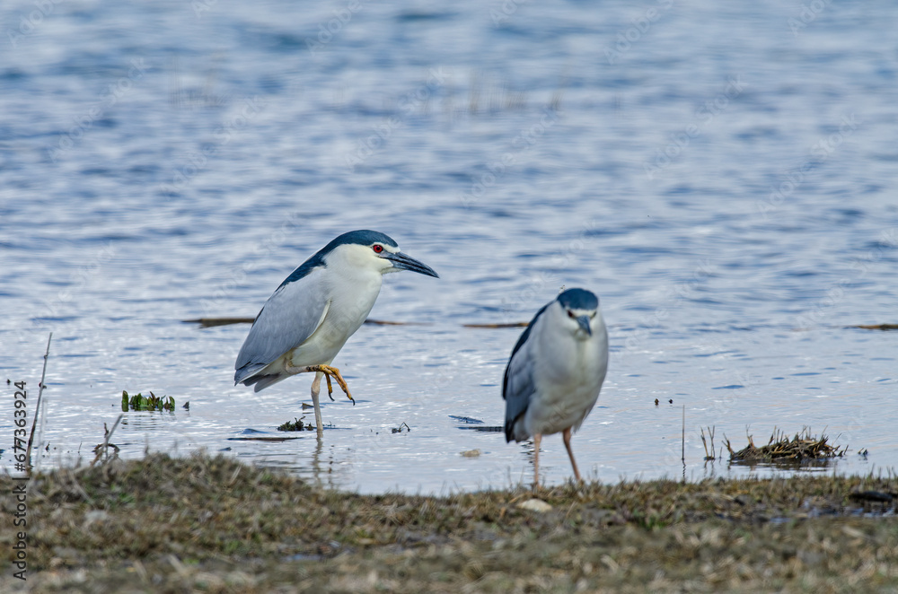 Black-crowned Night Heron (Nycticorax nycticorax) resting by the lake. Karatas Lake, Burdur, Turkey. Black-crowned Night Heron (Nycticorax nycticorax) resting by the lake. Karatas Lake, Burdur, Turkey.
