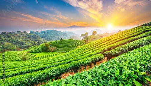 Tea plantations under a clear blue sky 