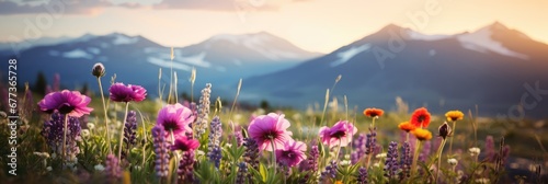 Panoramic view of wild flower field in wild with variable colors and snow mountain background in Spring. Spring seasonal concept.