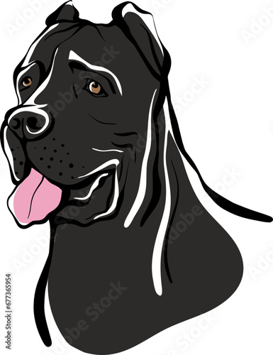 cane corso  dog hand drawn  illustration