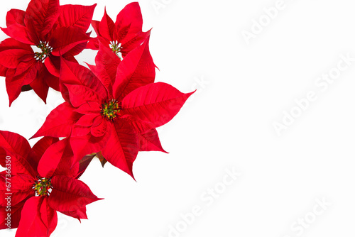 Isolated bright red poinsettia petals stand out against a pure white background, creating a Christmas mood.