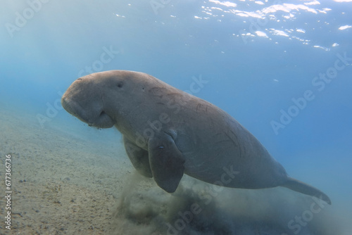 Dugong swimming underwater. Sea cow.