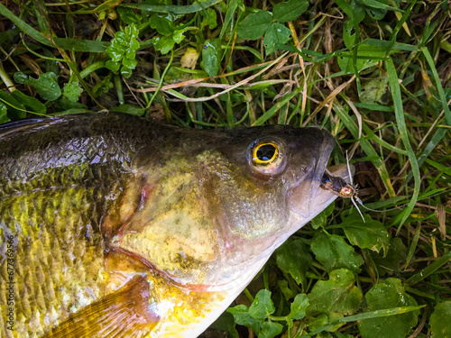 Top view closeup of a dead fish on the grass