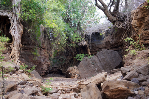 Thick brush and roots overhanging a boulder-strewn dry river in northern Tanzania
