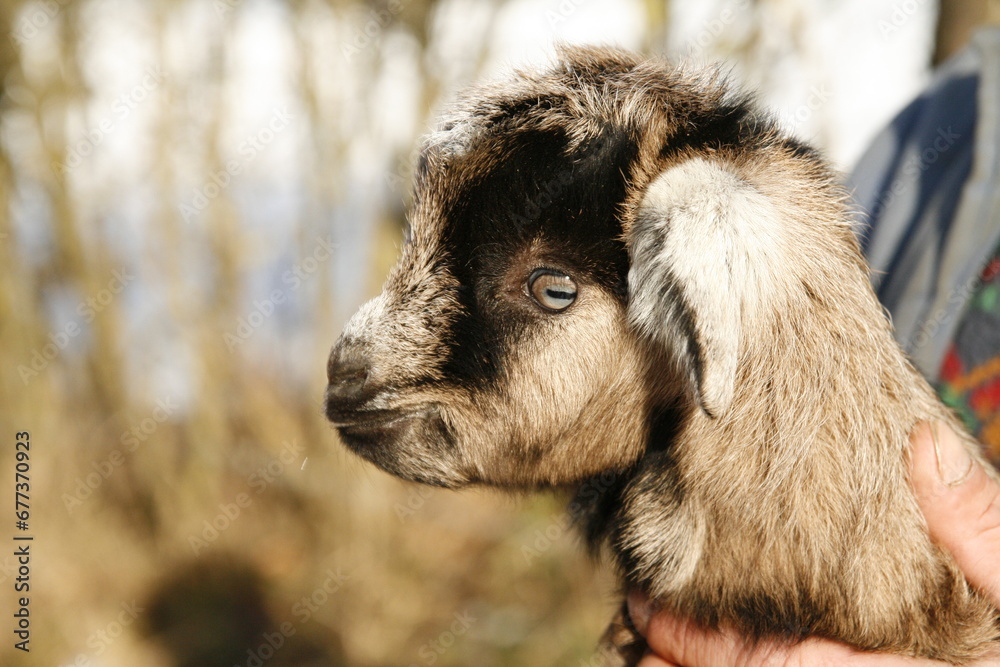 A gentle and caring individual cradles a small baby goat tenderly in the palm of their hand. A gentle and caring individual cradles a small baby goat tenderly in the palm of their hand.