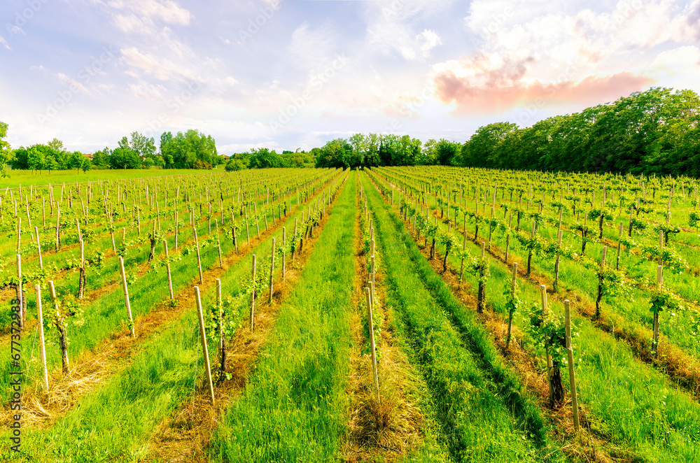 beautiful green vineyard in Veneto, Italy with rows of young vines on vinery farm and scenic cloudy sku on background. Rural green agriculture landscape