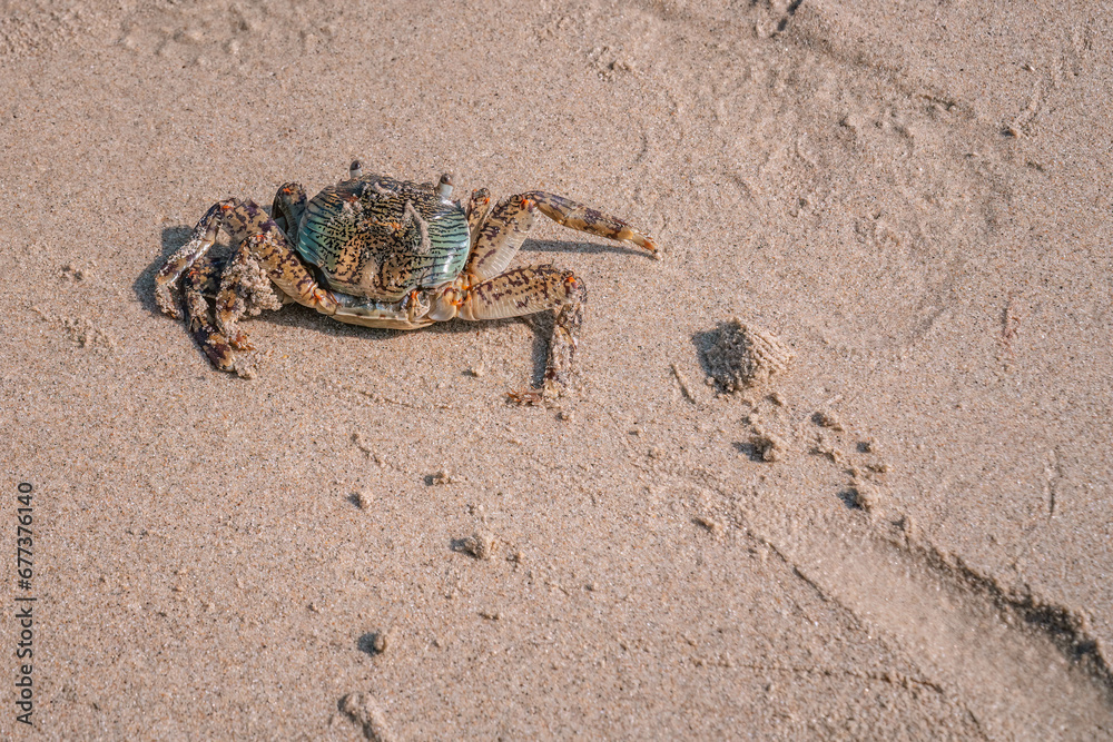 Close up photo of sand beach crab, wet and dirty, covered by wet sand