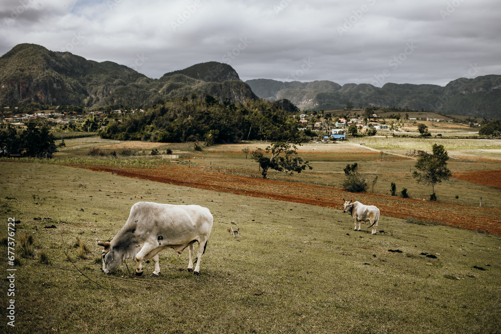 Grazing Cattle with a Backdrop of Viñales Valley, Cuba