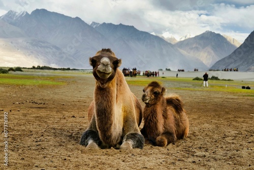 Closeup of Bactrian camels (Camelus bactrianus) sitting in the Nubra valley in Ladakh, India