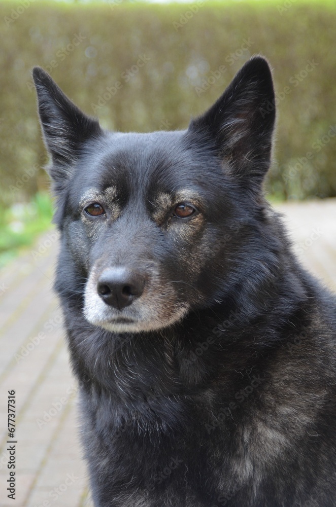 Closeup portrait view of a beautiful Schipperke dog