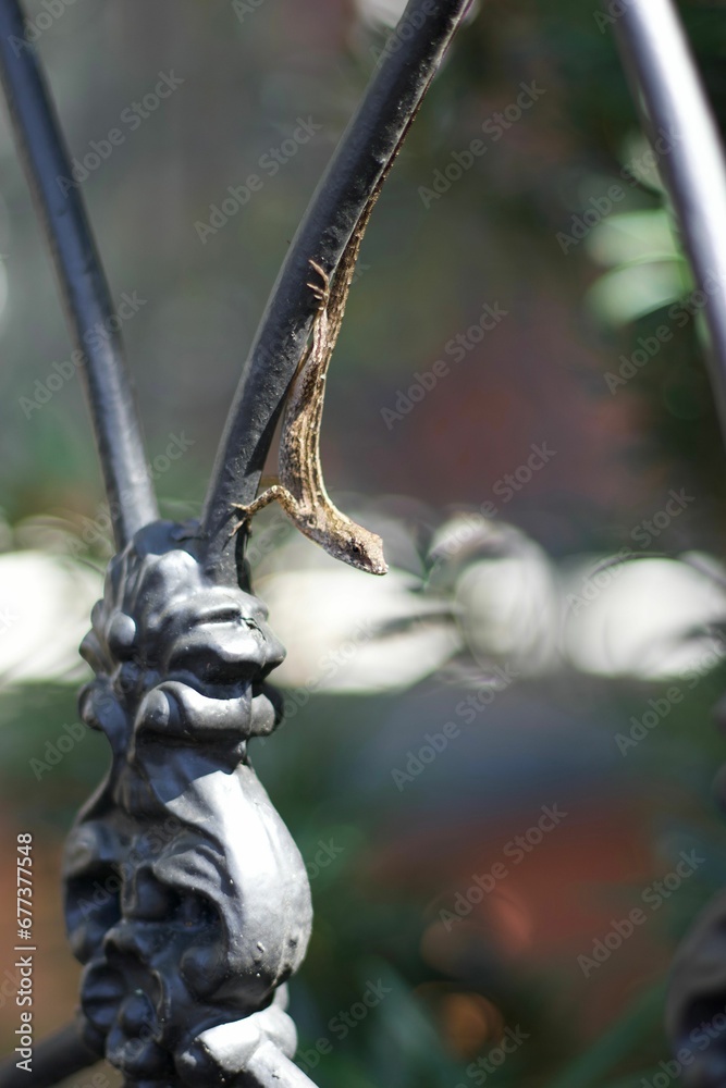 Vertical shot of a lizard on a metal fence Vertical shot of a lizard on a metal fence