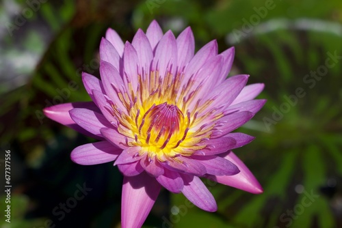 Closeup shot of a blooming star lotus