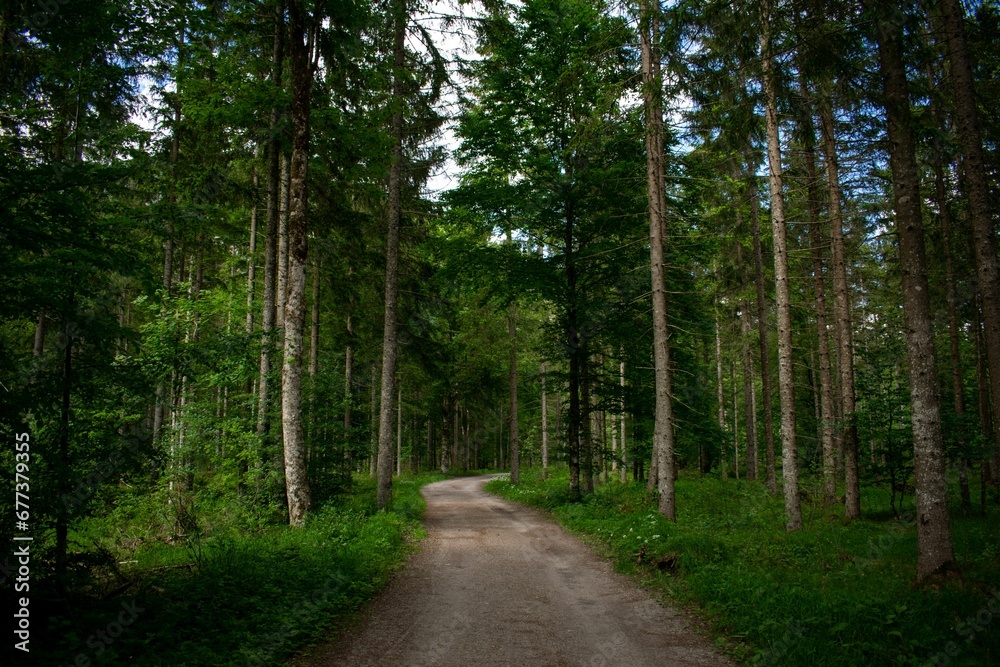 Forest trail accompanied by tall trees