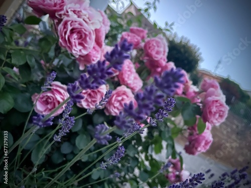 Lavendel küsst Rose