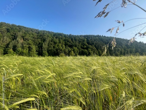 Feld
