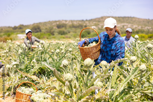 Woman plantation worker holding artichokes in hands. Her co-worker harvetsting artichokes in background.