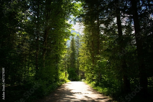 Fototapeta Naklejka Na Ścianę i Meble -  Mysterious, forest path, combination of light and shadow