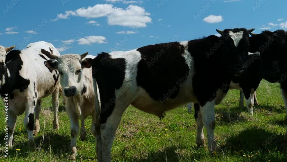 Animal Farm. Multiple Cows are calmly walking in a Pasture field in the Mountains. Straw is Spread out on the Ground. Cattle are Eating Dry Straw Bales. Feeding the Animals. Pasture-raised. Straw. Animal Farm. Multiple Cows are calmly walking in a Pasture field in the Mountains. Straw is Spread out on the Ground. Cattle are Eating Dry Straw Bales. Feeding the Animals. Pasture-raised. Straw.