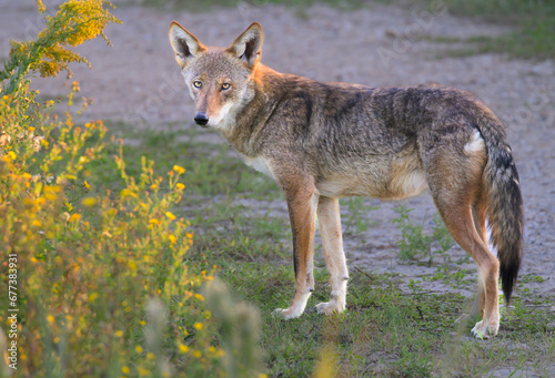 Urban coyote (Canis latrans) on a park trail, Galveston, Texas, USA. photo