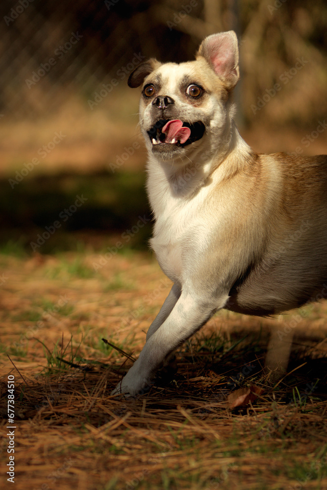 Not because of puberty, but because whenever there's a full moon he turns into a pug. Not because of puberty, but because whenever there's a full moon he turns into a pug.