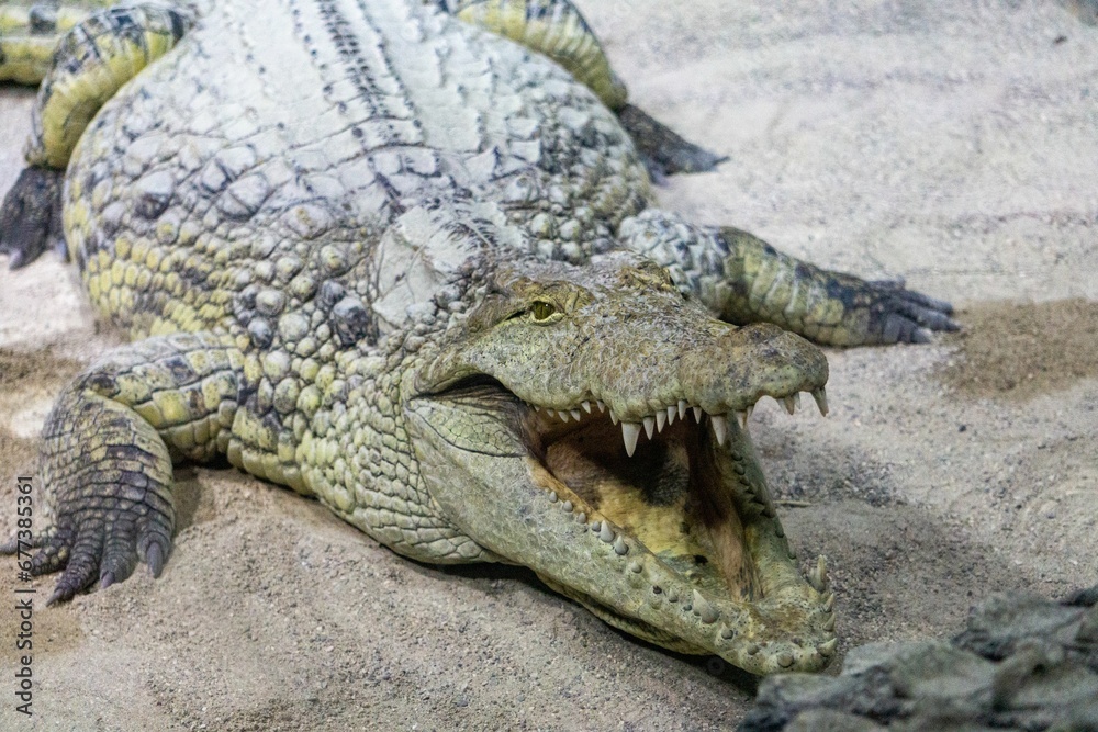 Obraz premium Closeup of a massive crocodile with an open mouth lying in the sand at a zoo