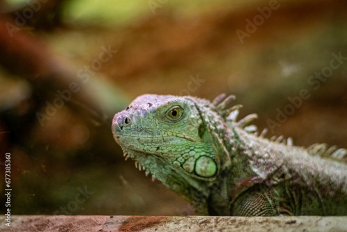 Closeup of an Iguana with beautiful eyes and green skin