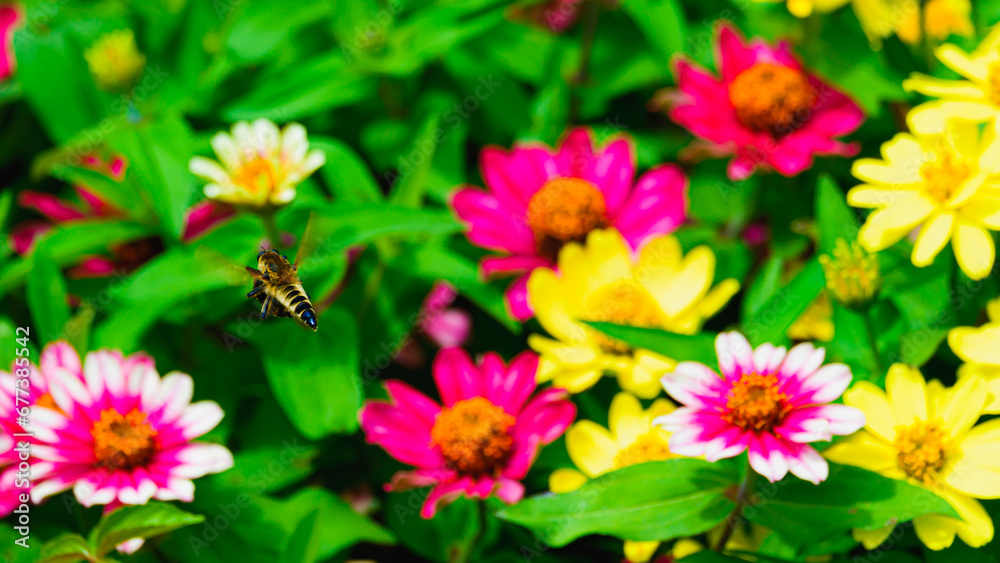 Obraz premium 餌を運ぶアブ