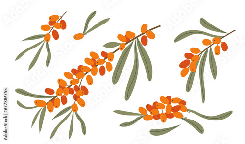 Set of sea buckthorn branches with orange berries and green leaves isolated on transparent background. Healing medical plant vector illustration
