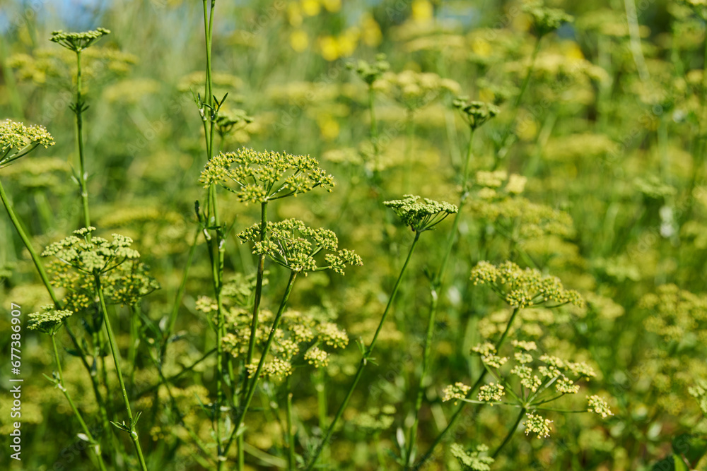 Close up of parsley plant with branches with seeds