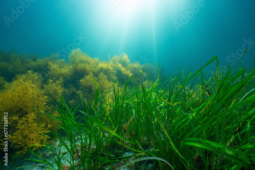 Seagrass and seaweed with sunlight underwater in the Atlantic ocean, natural scene, Eelgrass Zostera marina and Cystoseira baccata algae, Spain, Galicia, Rias Baixas